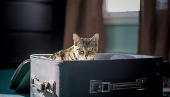 4-¿Qué debo tener en cuenta para viajar a Europa__html_b5b8efd4b9e68c3d